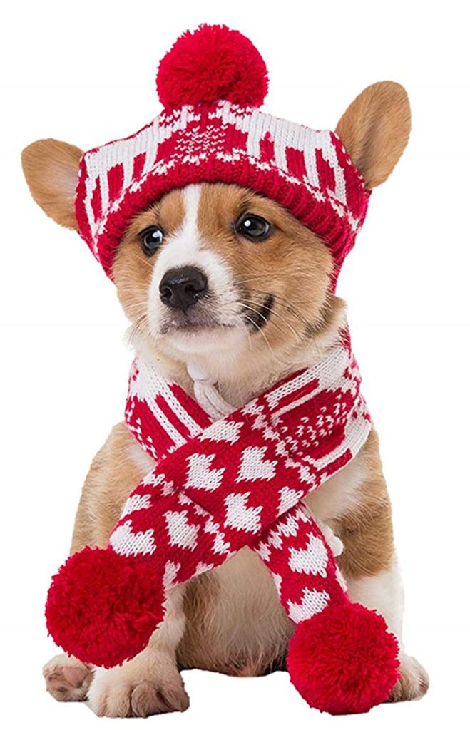 puppy christmas outfits